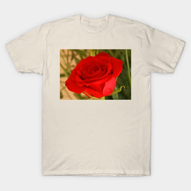 For My Lady T-Shirt by RedHillDigital